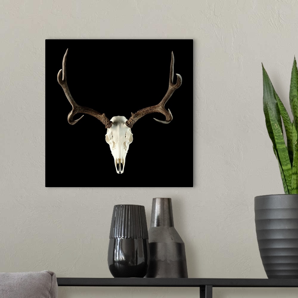 A modern room featuring Deer Skull