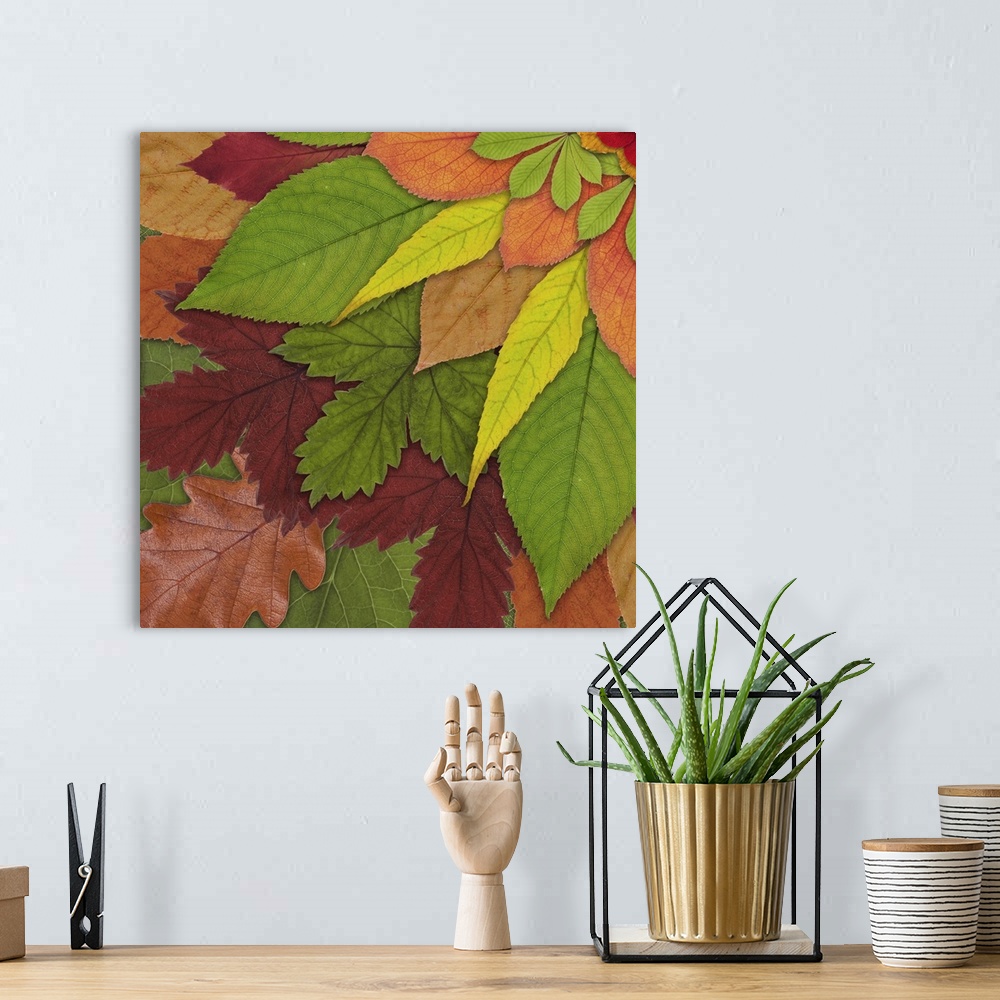 A bohemian room featuring Fall Leaf Mandala 3