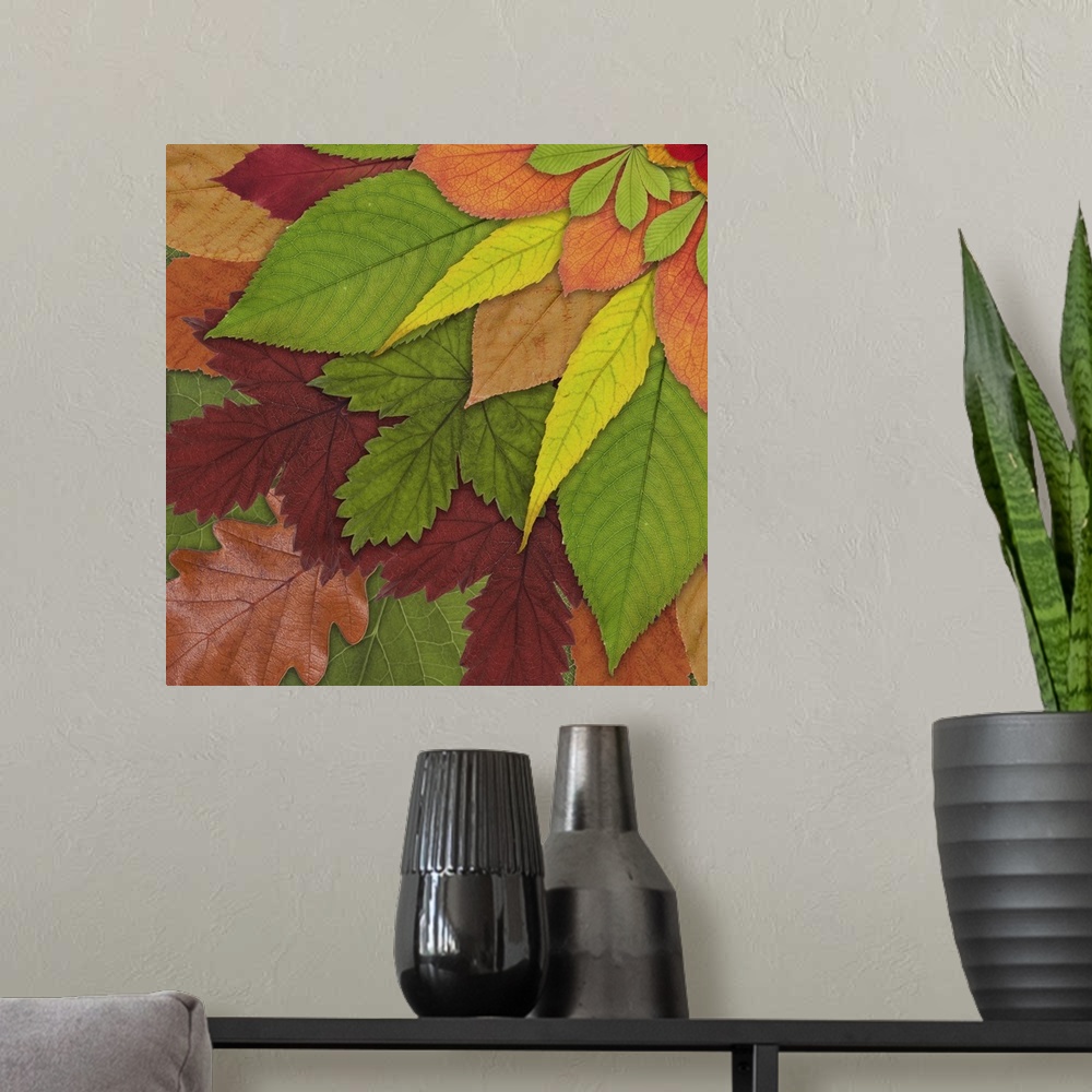 A modern room featuring Fall Leaf Mandala 3