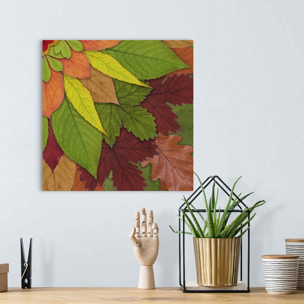 A bohemian room featuring Fall Leaf Mandala 4