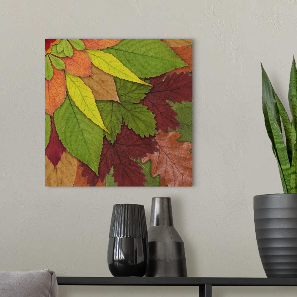 A modern room featuring Fall Leaf Mandala 4