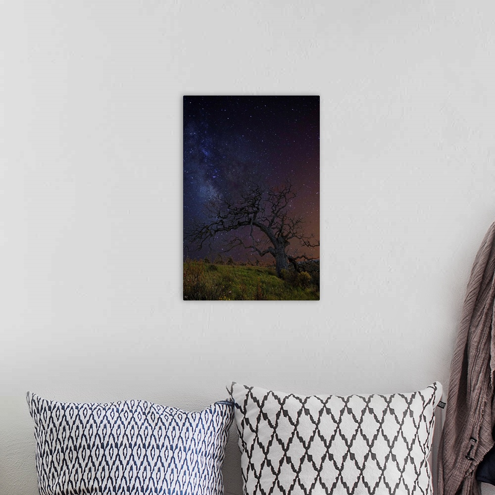 A bohemian room featuring A tree with bare branches under a starry night sky.