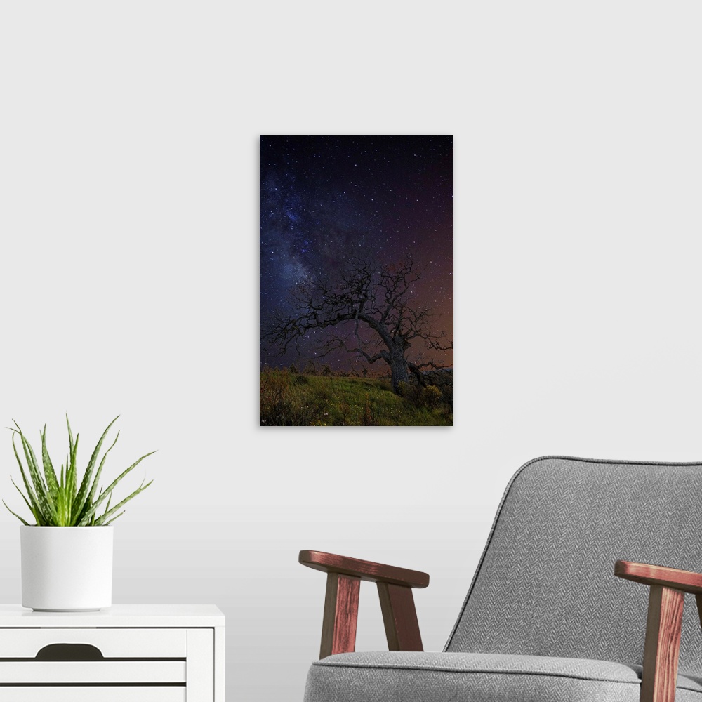 A modern room featuring A tree with bare branches under a starry night sky.