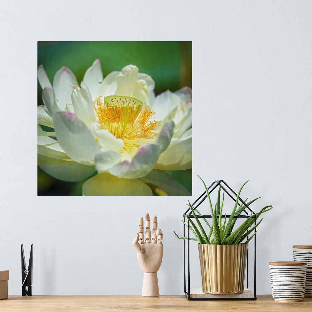 A bohemian room featuring A macro photograph of a lotus lily flower.