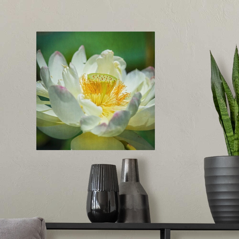 A modern room featuring A macro photograph of a lotus lily flower.