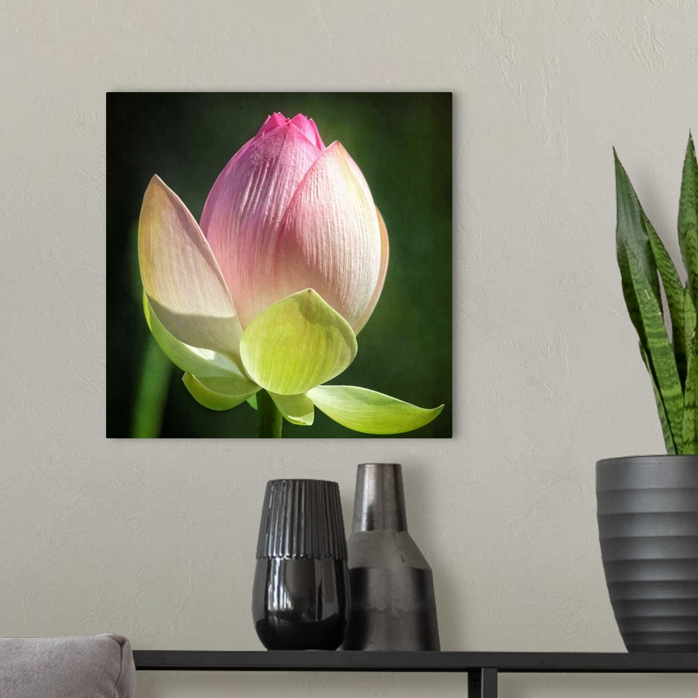 A modern room featuring A macro photograph of a lotus lily flower.