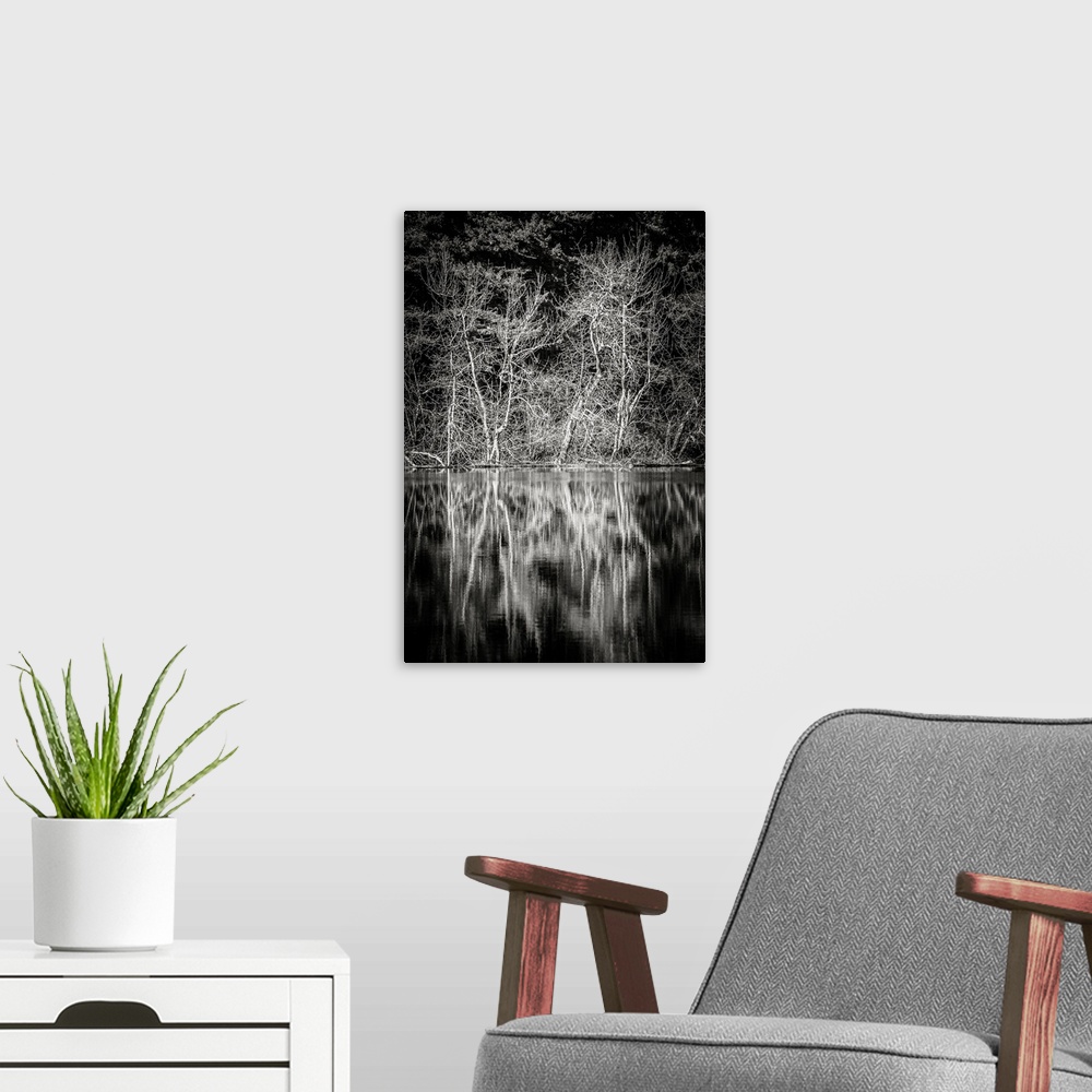 A modern room featuring A black and white photograph of the lowland winter forest near Round Lake at Tiger Mountain State...