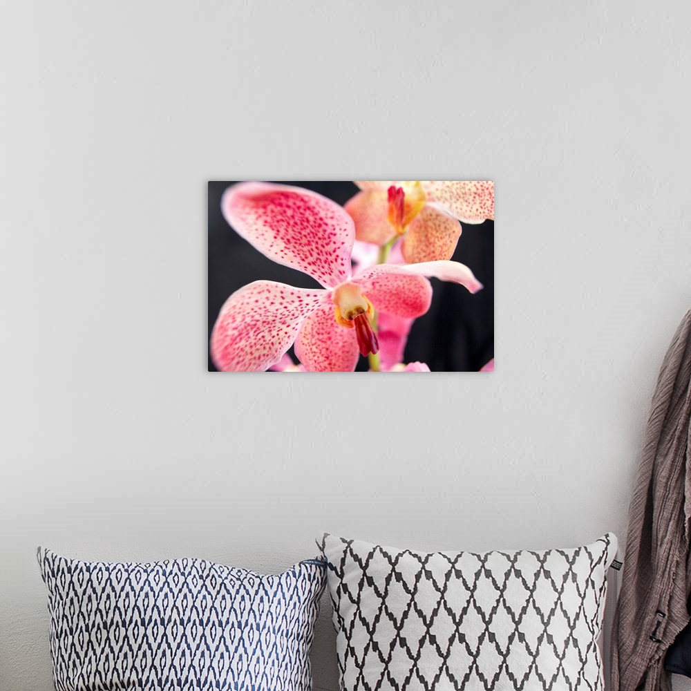 A bohemian room featuring Close up of Makara Orchid.