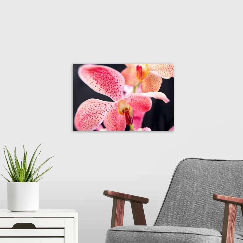 A modern room featuring Close up of Makara Orchid.