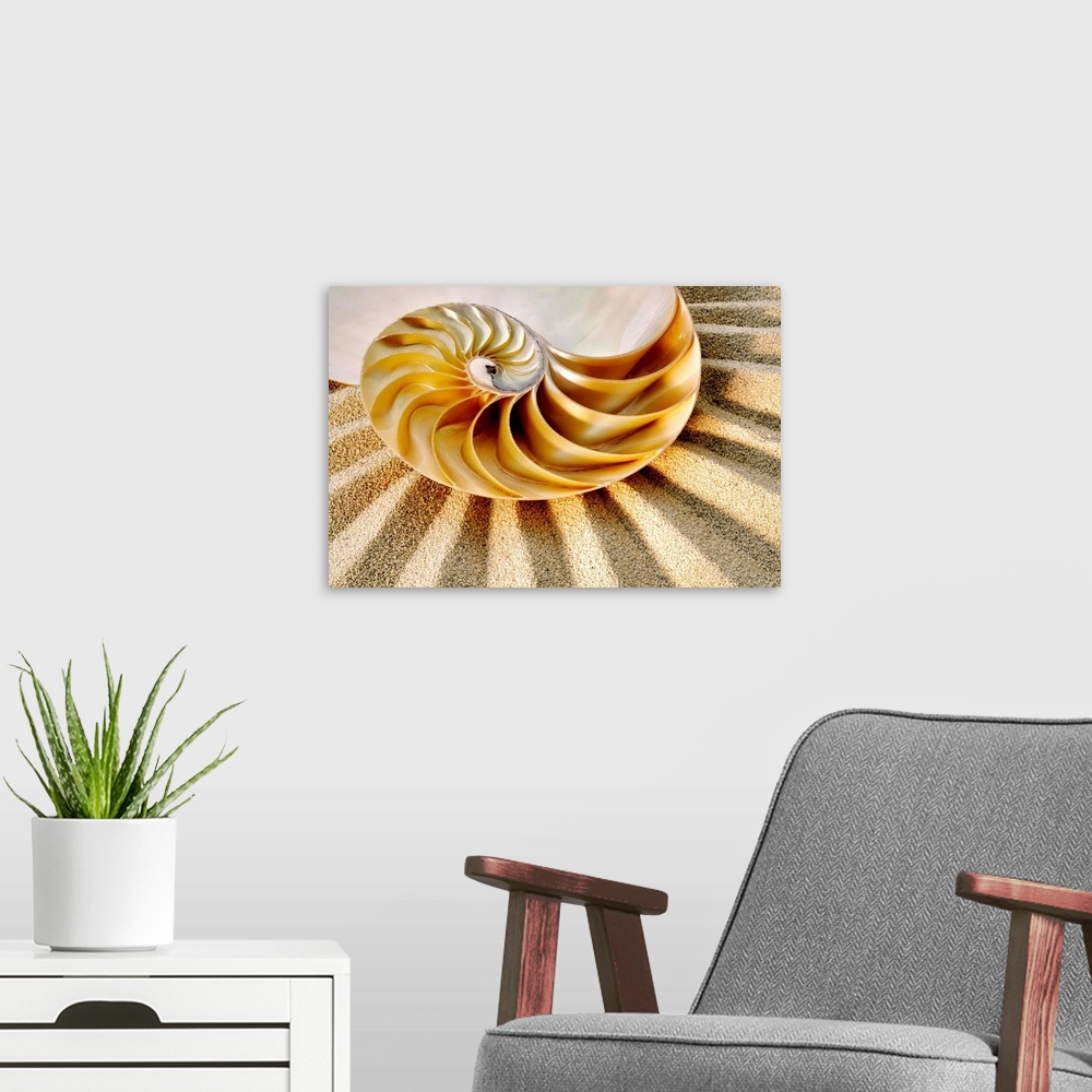 A modern room featuring Nautilus sea shell.
