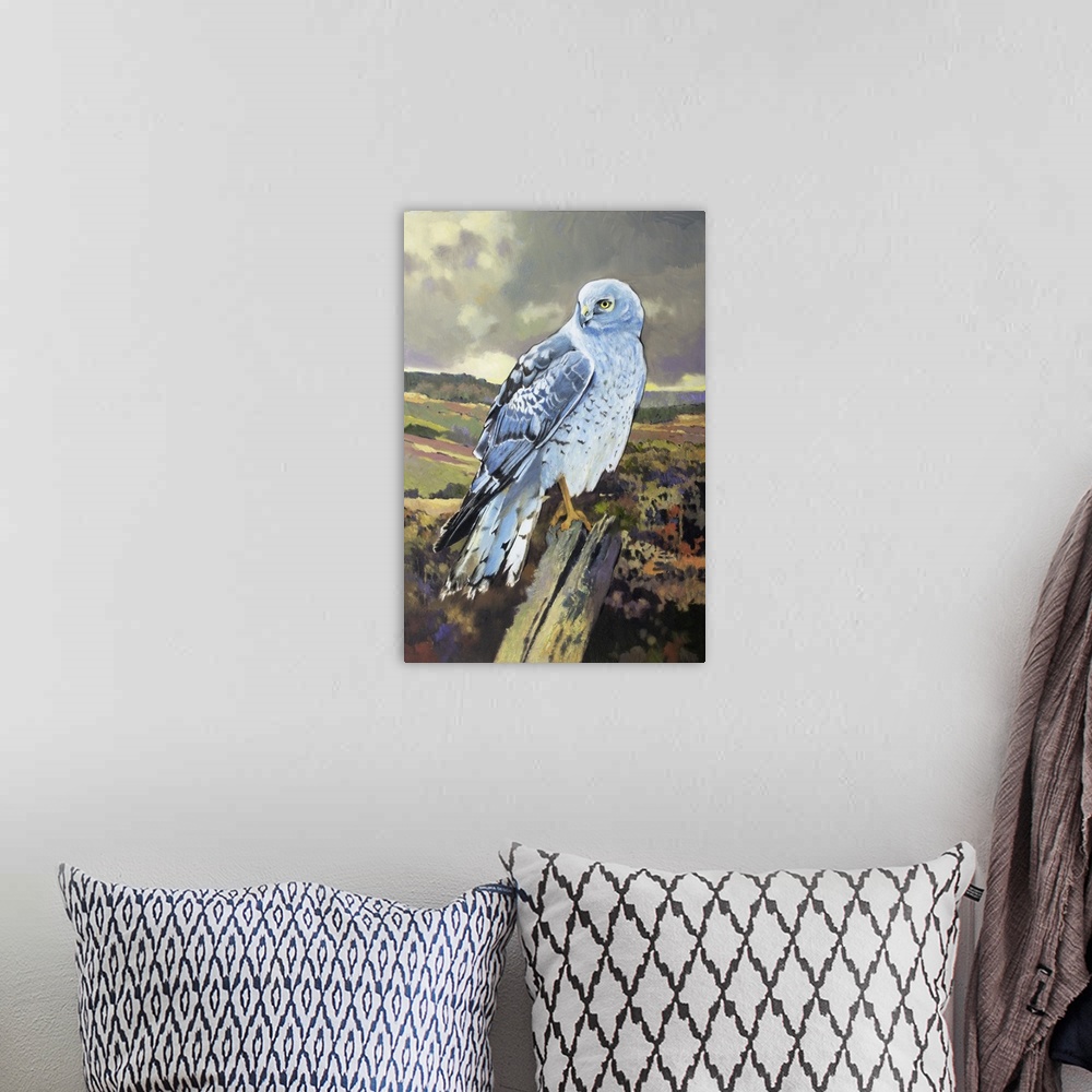 A bohemian room featuring Northern Harrier Male