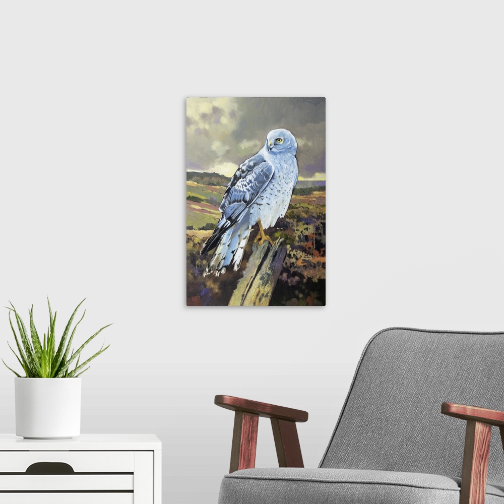 A modern room featuring Northern Harrier Male