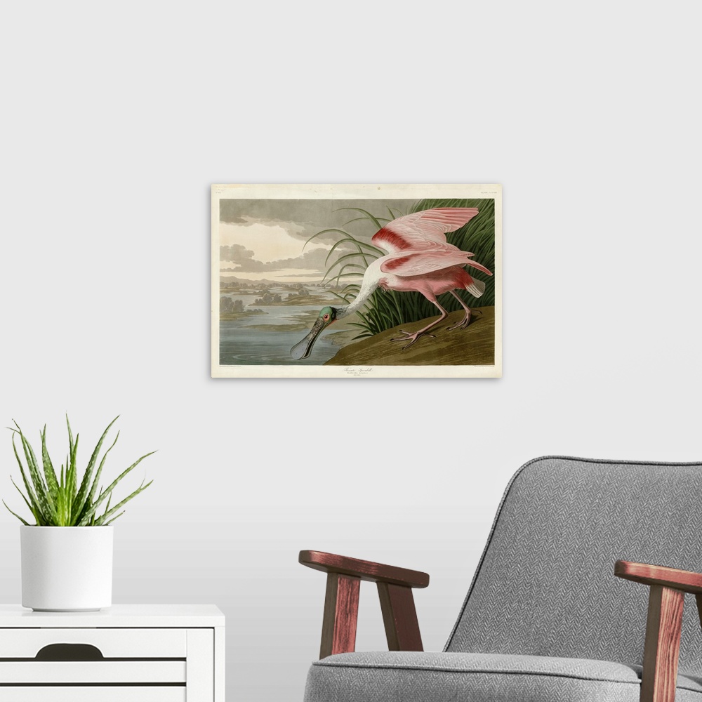 A modern room featuring Roseate Spoonbill