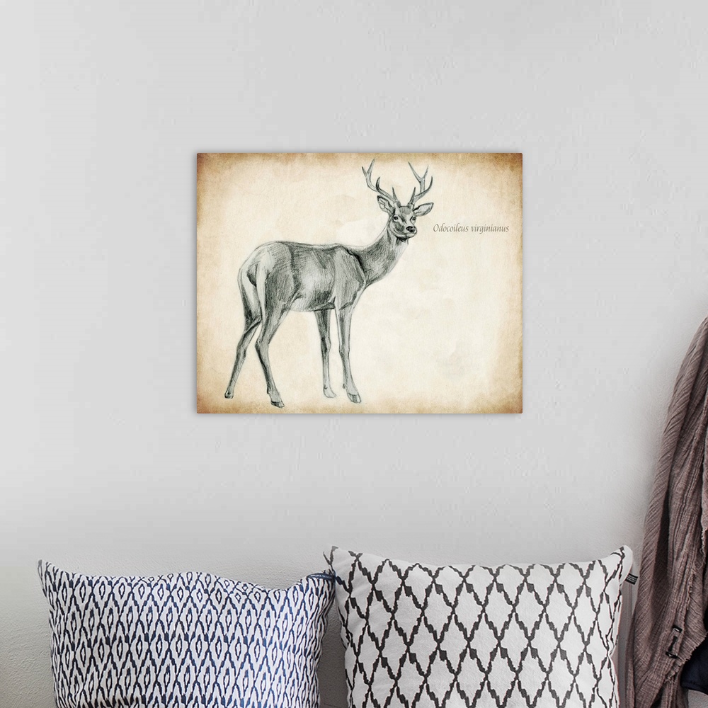 A bohemian room featuring Scientific Deer Sketch I