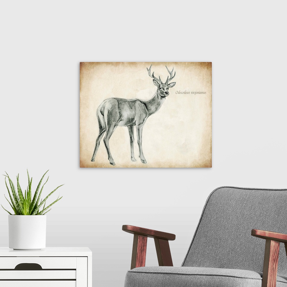 A modern room featuring Scientific Deer Sketch I