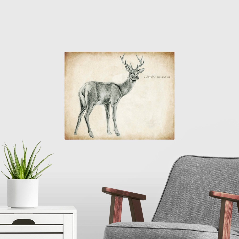 A modern room featuring Scientific Deer Sketch I