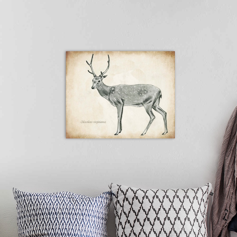 A bohemian room featuring Scientific Deer Sketch II
