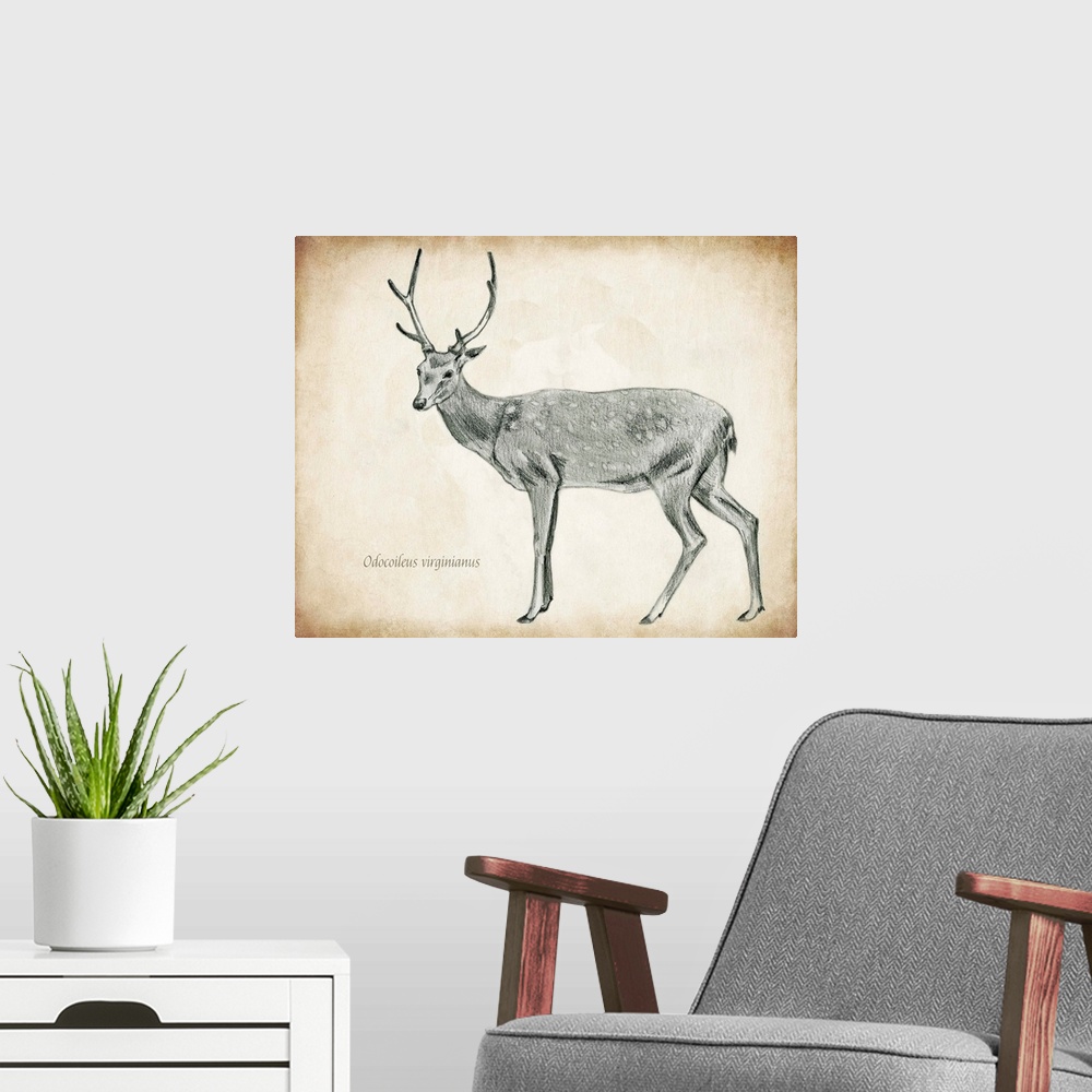 A modern room featuring Scientific Deer Sketch II