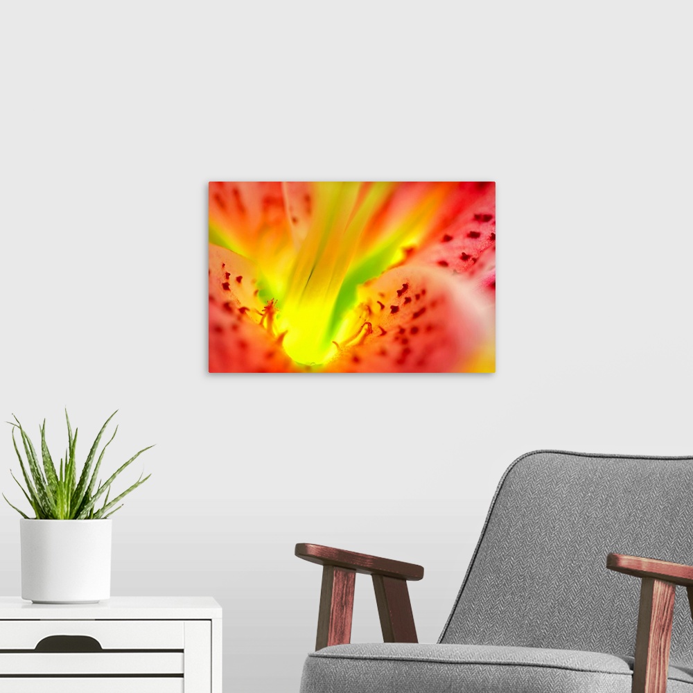 A modern room featuring Large, close up landscape photograph of the inside, center and  petals of a star gazer lily flower.