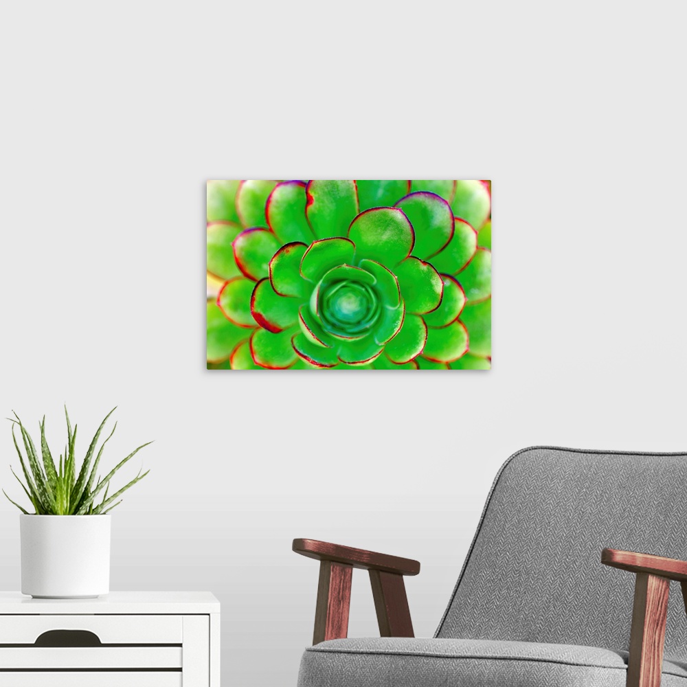 A modern room featuring Succulent - Color 85