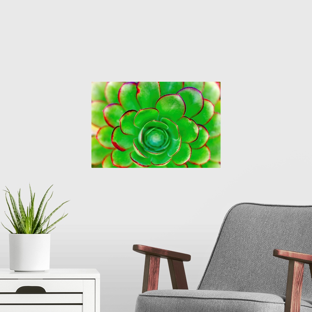 A modern room featuring Succulent - Color 85
