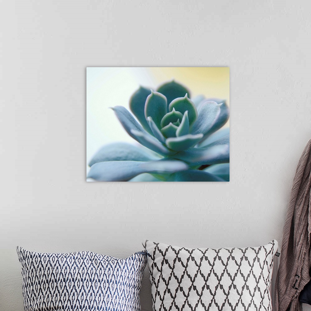 A bohemian room featuring Succulent Spike