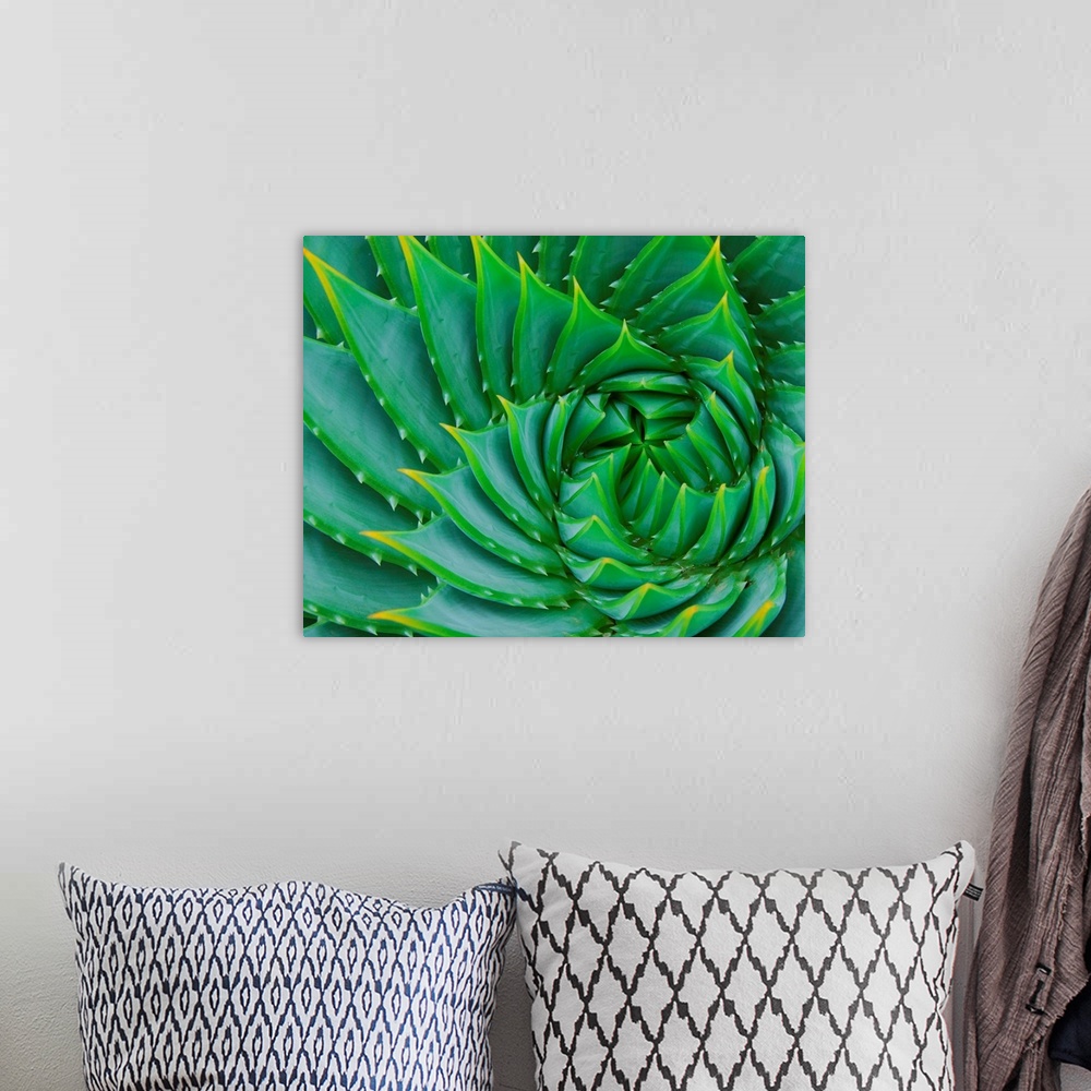 A bohemian room featuring Succulent Swirl