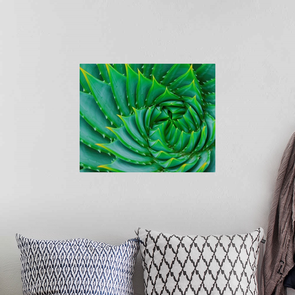 A bohemian room featuring Succulent Swirl