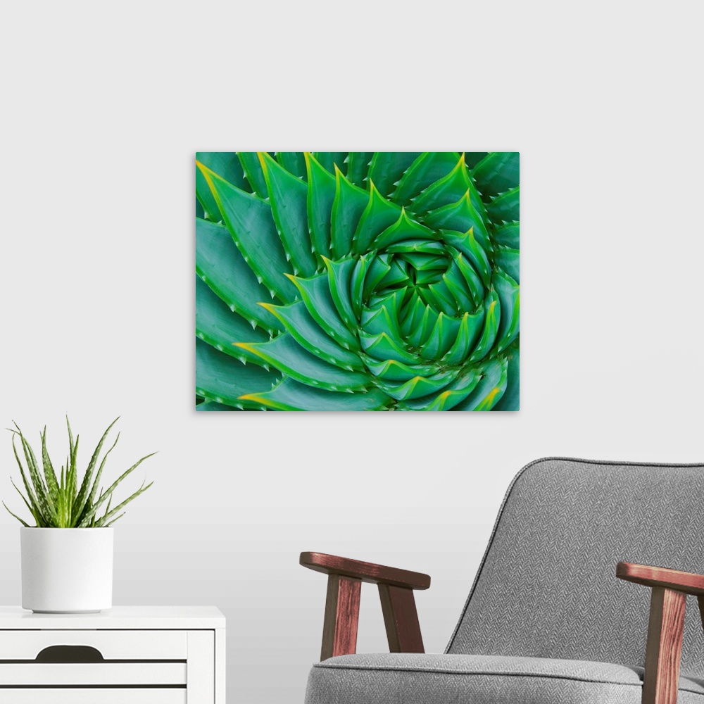 A modern room featuring Succulent Swirl