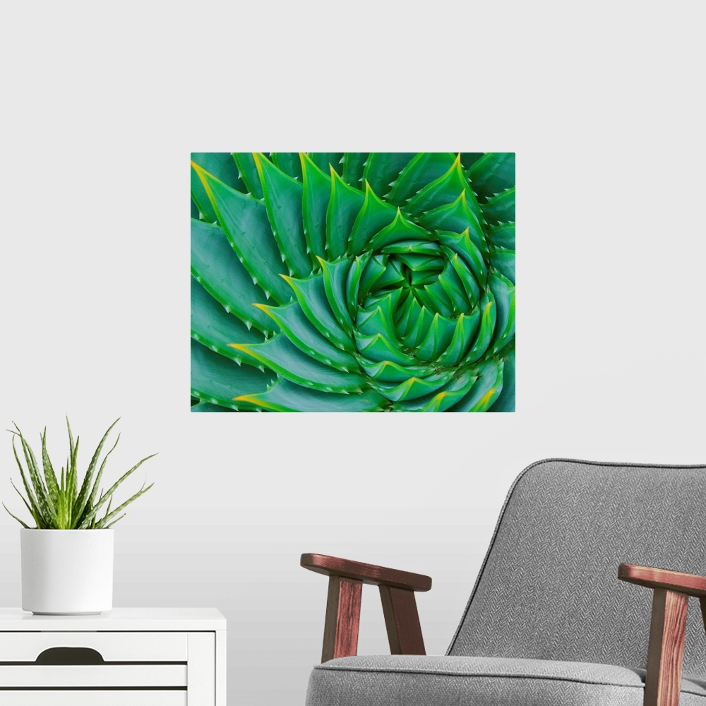 A modern room featuring Succulent Swirl