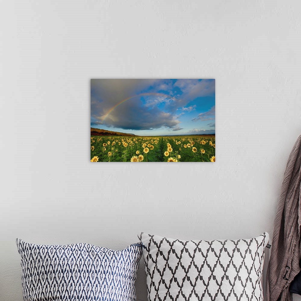 A bohemian room featuring A rainbow in a cloudy sky over a field of sunflowers.