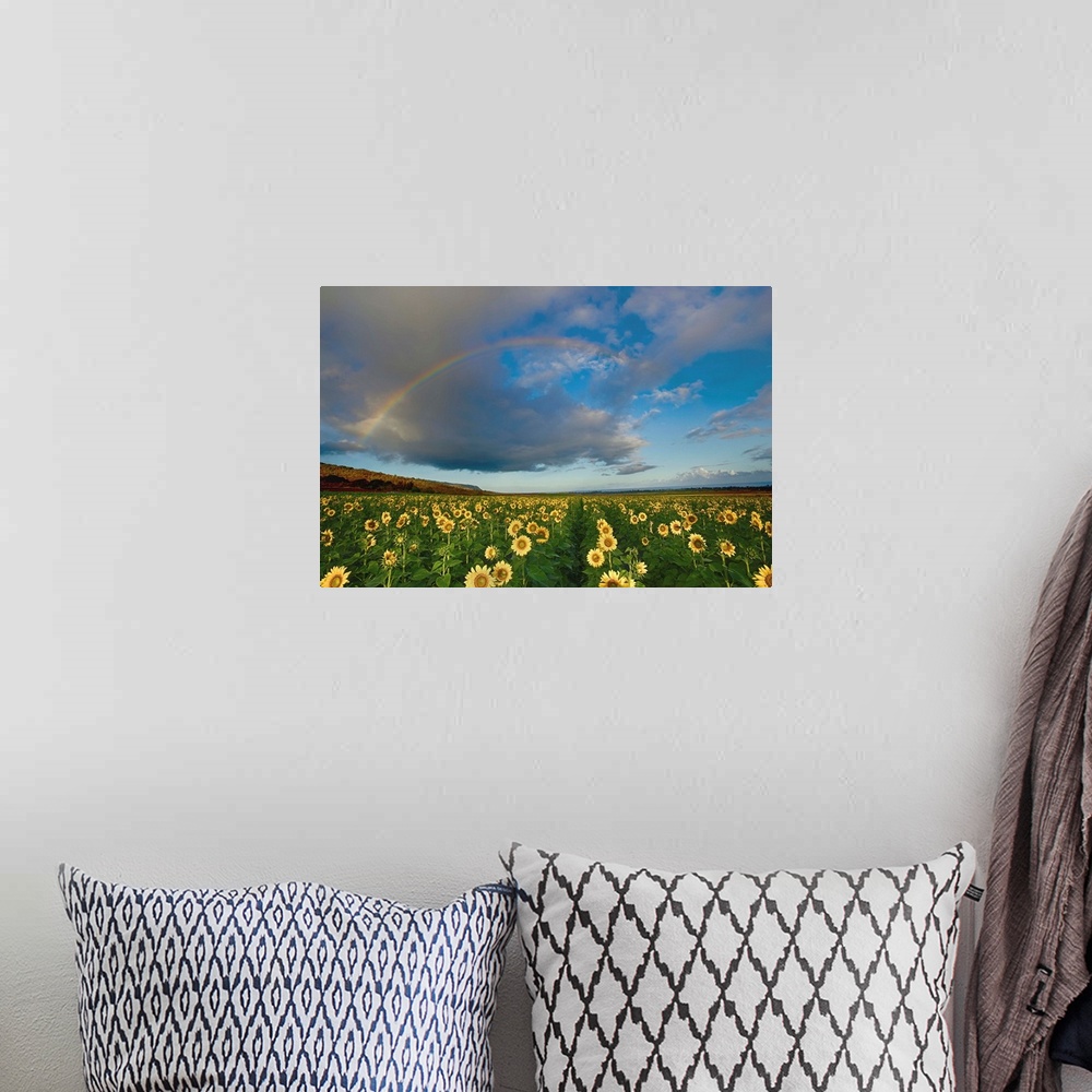 A bohemian room featuring A rainbow in a cloudy sky over a field of sunflowers.