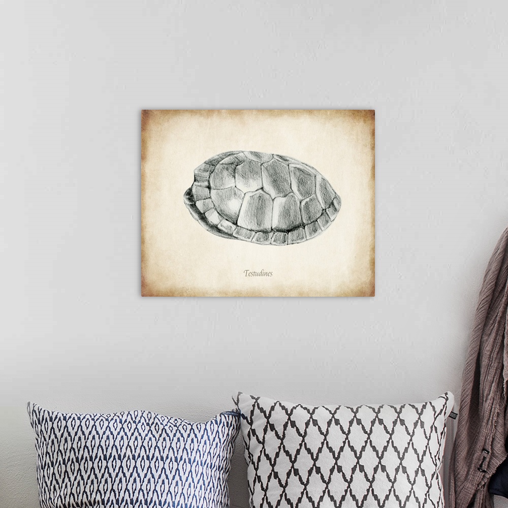 A bohemian room featuring Vintage illustration of a turtle shell.