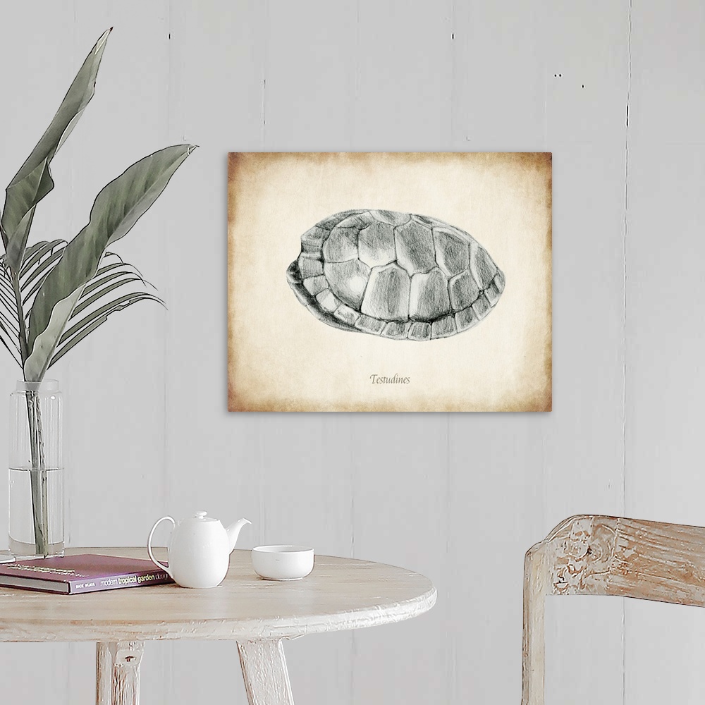 A farmhouse room featuring Vintage illustration of a turtle shell.