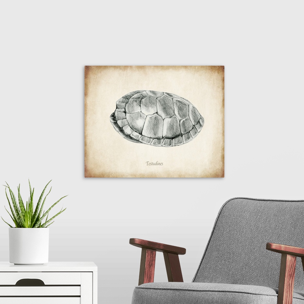A modern room featuring Vintage illustration of a turtle shell.