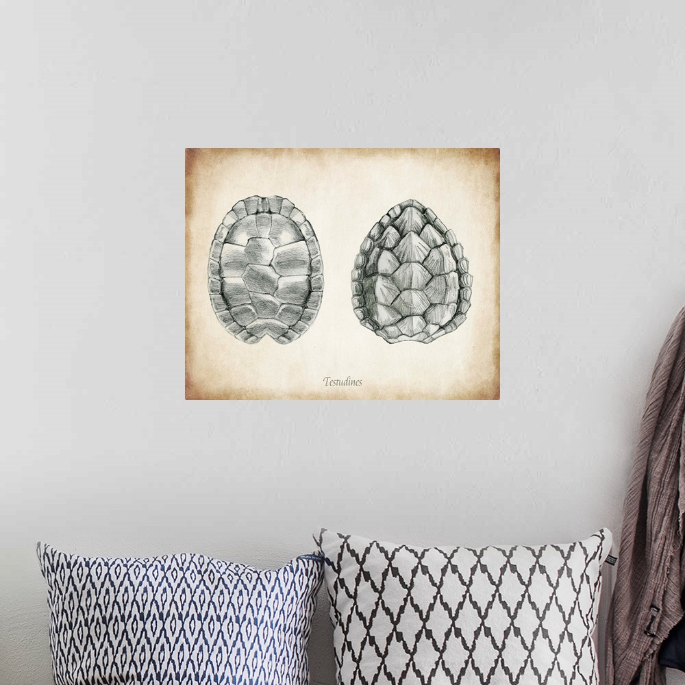 A bohemian room featuring Vintage illustration of two turtle shells.