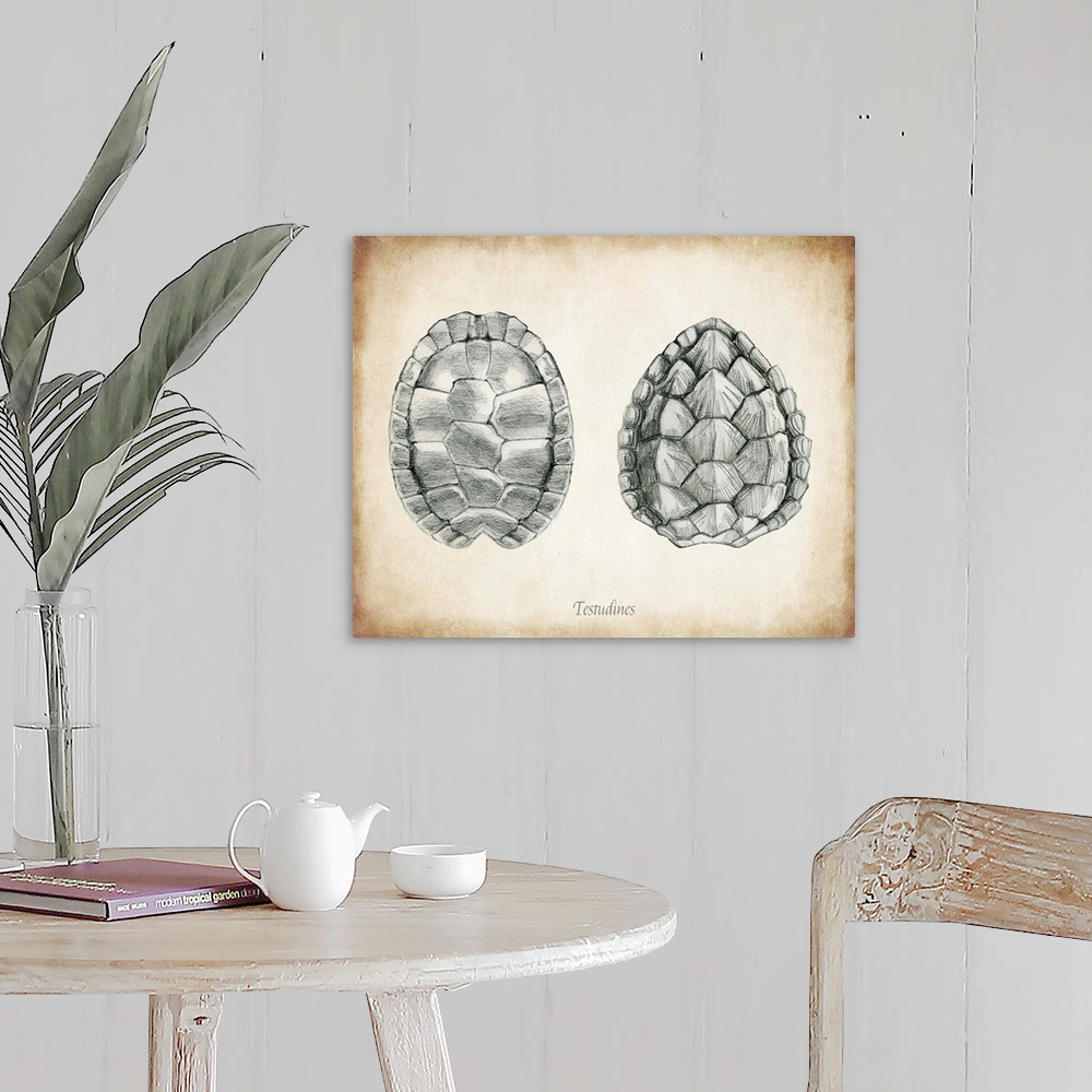 A farmhouse room featuring Vintage illustration of two turtle shells.