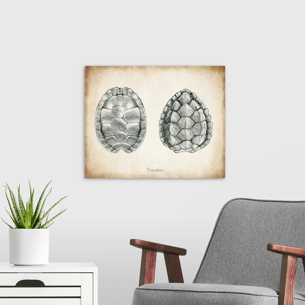 A modern room featuring Vintage illustration of two turtle shells.