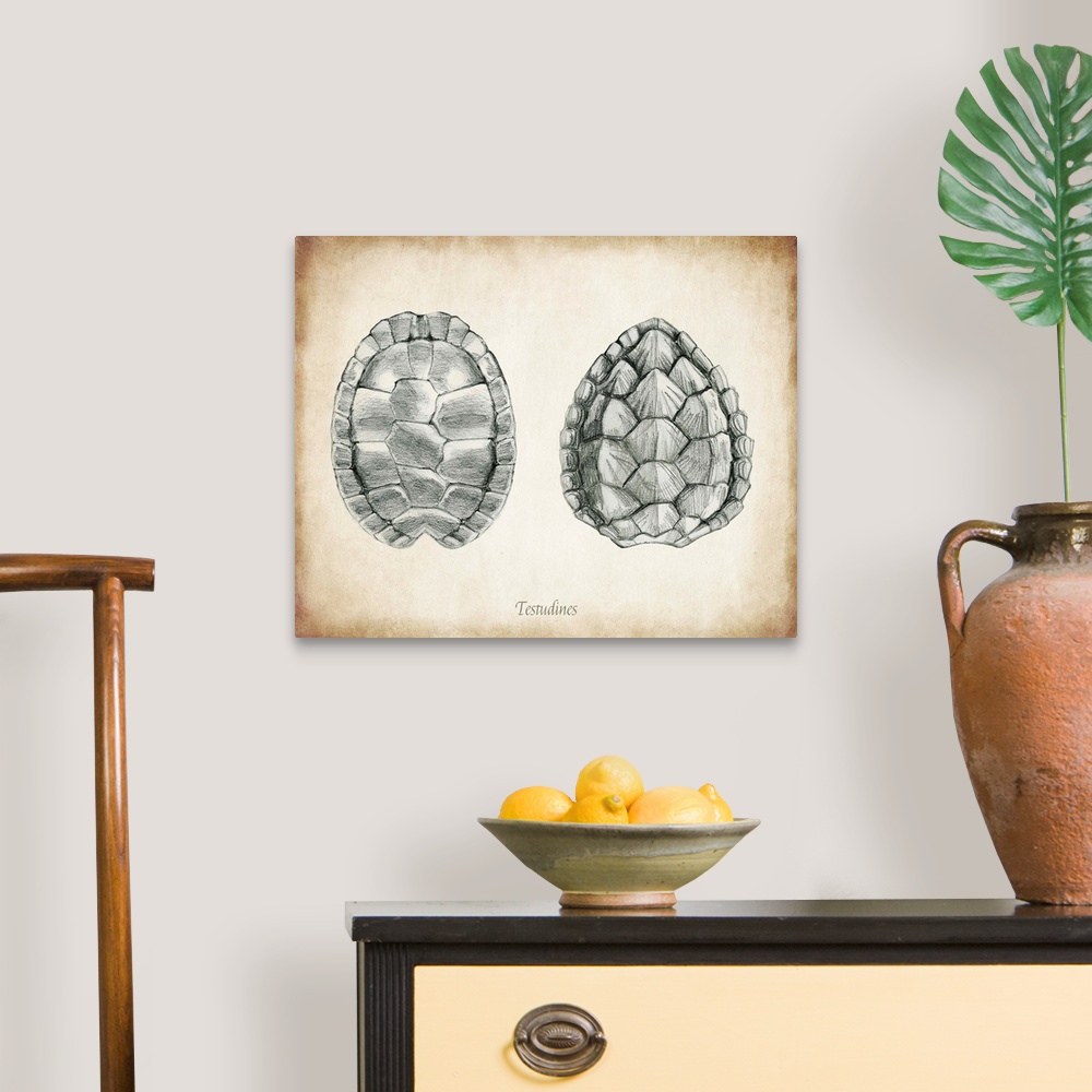 A traditional room featuring Vintage illustration of two turtle shells.