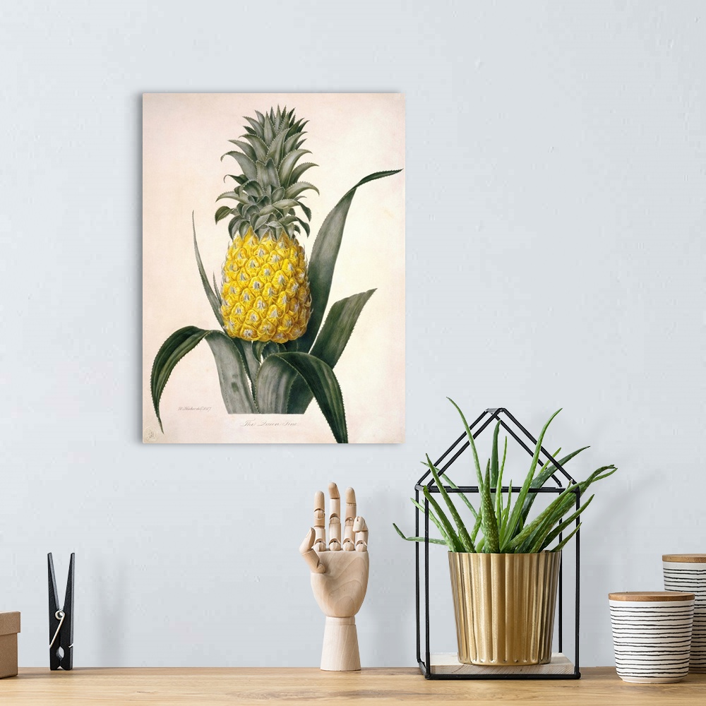 A bohemian room featuring The Queen Pineapple