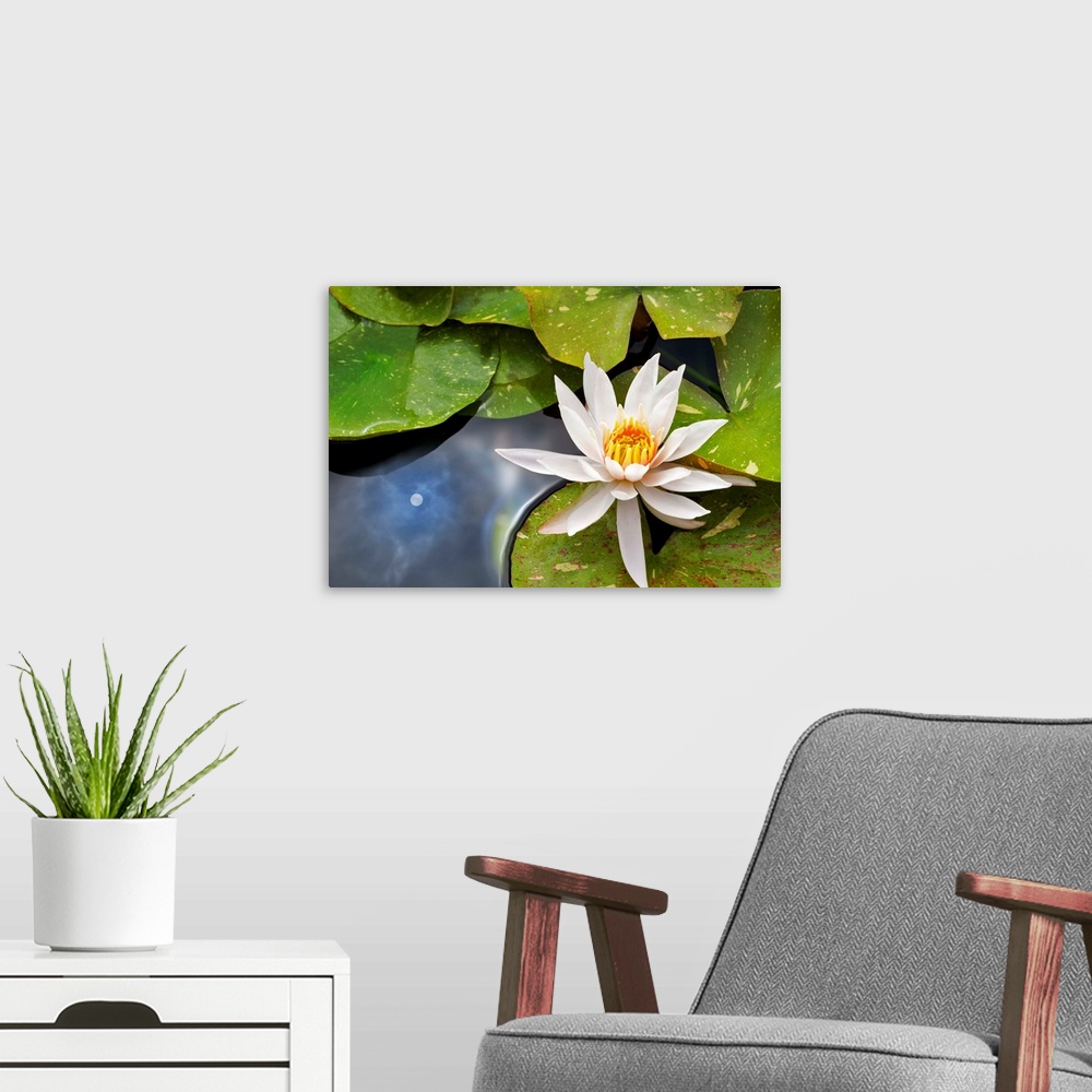 A modern room featuring Close up image of a white waterlily and leaves floating on the water.