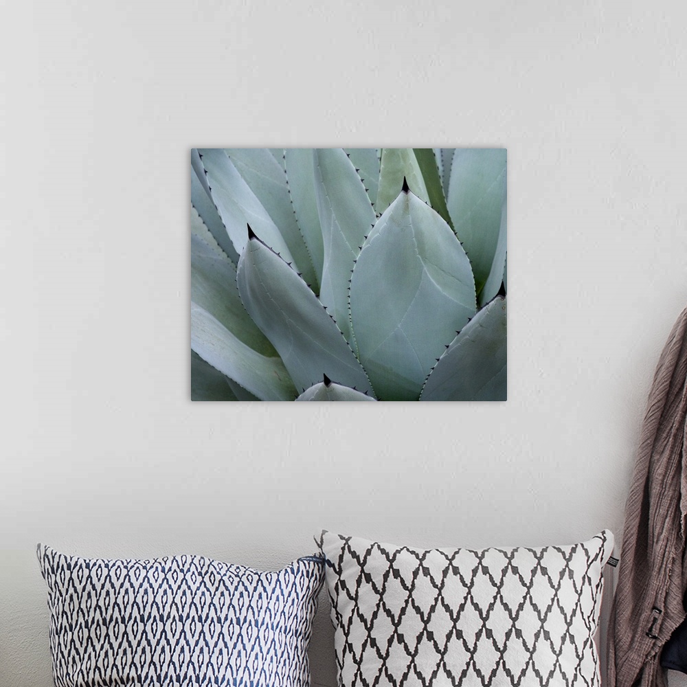 A bohemian room featuring Whale's Tongue Agave