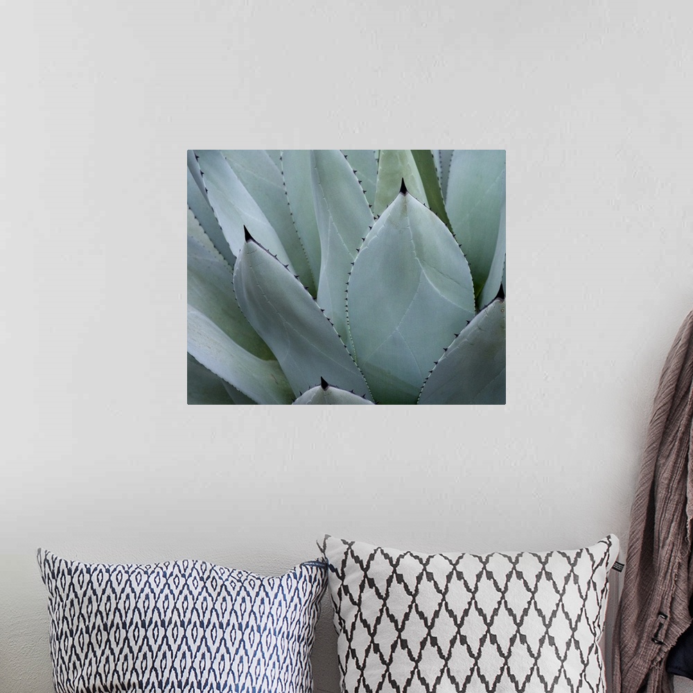 A bohemian room featuring Whale's Tongue Agave