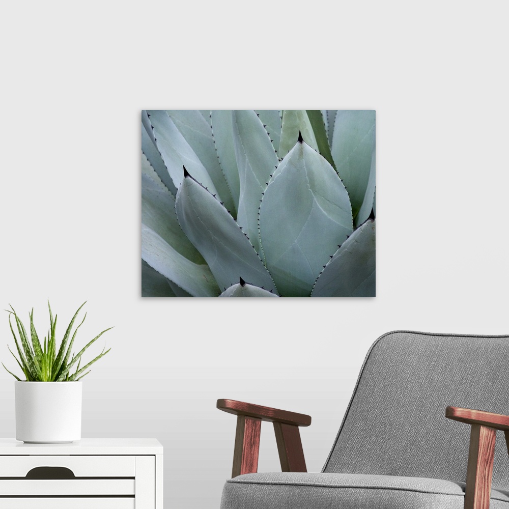 A modern room featuring Whale's Tongue Agave