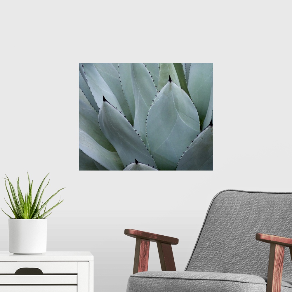 A modern room featuring Whale's Tongue Agave