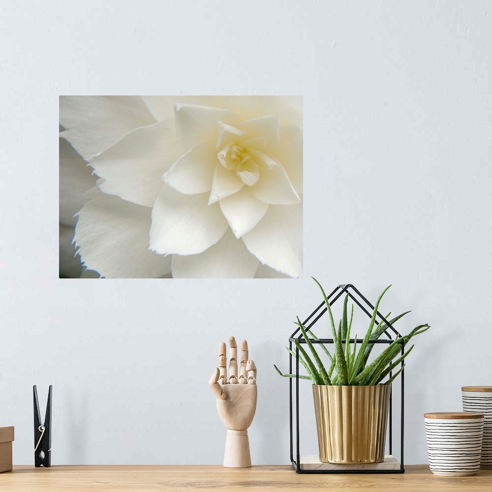 A bohemian room featuring White Camellia