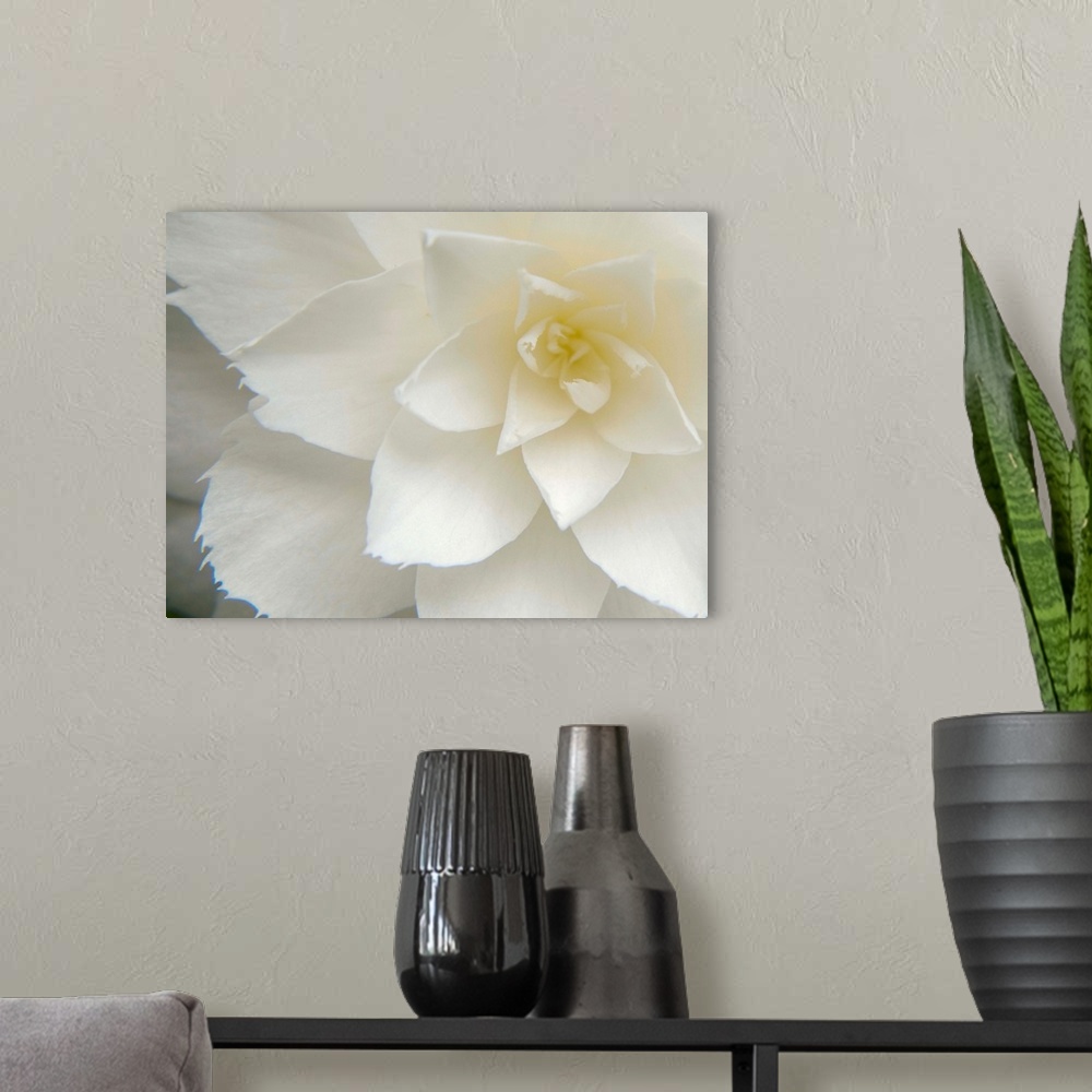 A modern room featuring White Camellia