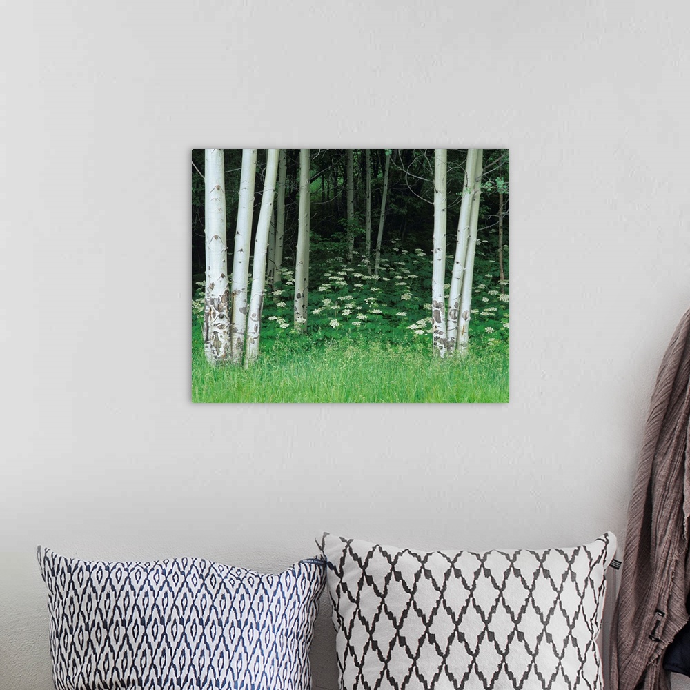 A bohemian room featuring An image of white cow parsnip flowers  along the forest of aspen trees.