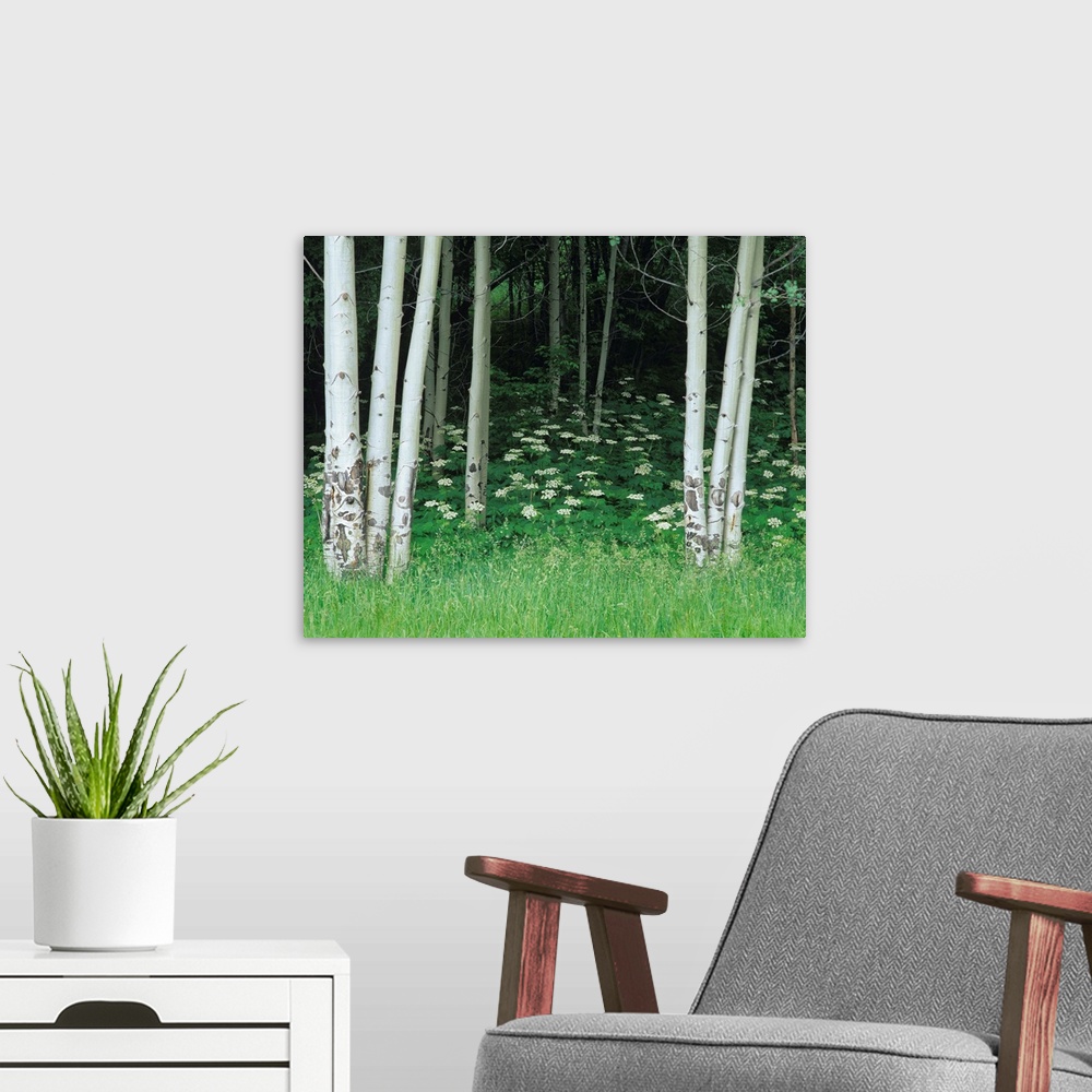 A modern room featuring An image of white cow parsnip flowers  along the forest of aspen trees.