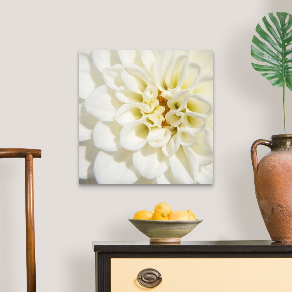 A traditional room featuring White Dahlia